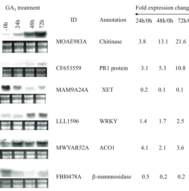 Fig. 2-4. Northern blot analysis of 6 representative GA 3 -responsive genes identified by  microarray analysis