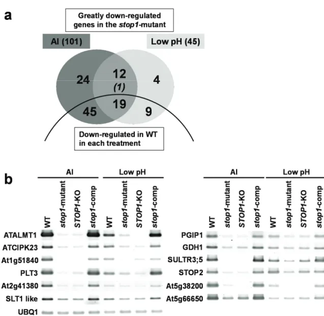 Figure 2. (a) Genes repressed in the stop1 mutant compared with the wild type  (WT)  that  were  identified  by  competitive microarray analyses