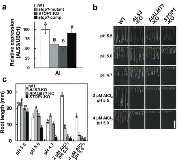 Figure  4. Repression of ALS3 in the stop1 mutant and comparison of growth  among T-DNA insertion mutants