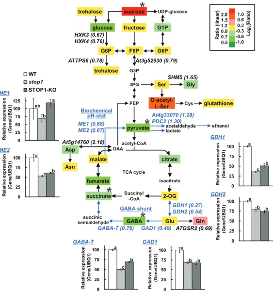 Figure 7. Comparison of metabolites and transcripts in glycolysis, tricarboxylic  acid (TCA) cycle, and pH-regulating pathways between the wild type (WT) and  the stop1 mutant