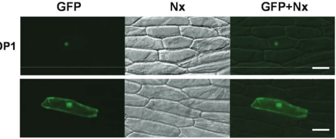Figure  8. Localization of the GFP::STOP1 protein that was transiently  expressed in onion epidermis cells