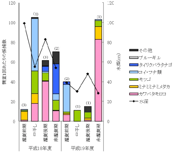 図  13  非灌漑期におけるカワバタモロコの体長分布 