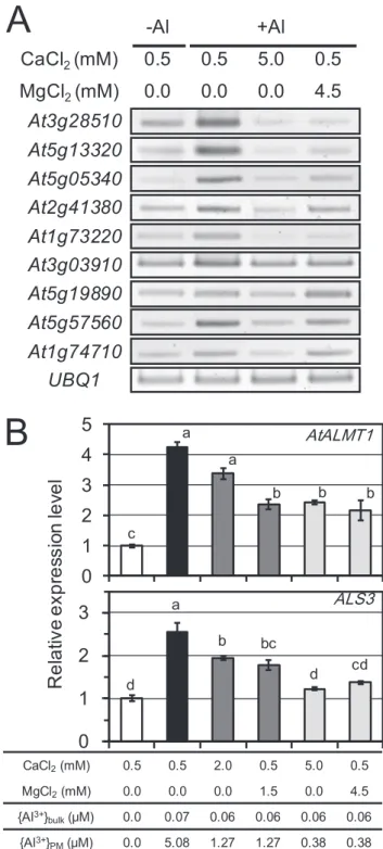 Figure 4. Expression levels of Al biomarker genes in Al-toxic solutions with different levels of CaCl 2 and MgCl 2 