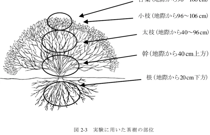 図 2-3 実験に用いた茶樹の部位 古葉(地際から 96～106 cm )小枝(地際から96～106 cm)太枝(地際から 40～96 cm)幹(地際から40 cm上方)根(地際から20 cm下方)