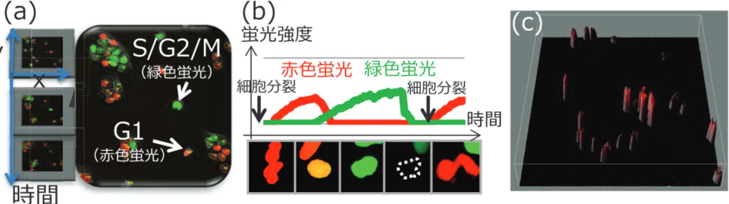 図 1 多色蛍光プローブとタイムラプスイメージングによる細胞周期の可視化 Fig. 1 Visualization of cell cycle using multi-color ﬂuorescence and time-lapse imaging.