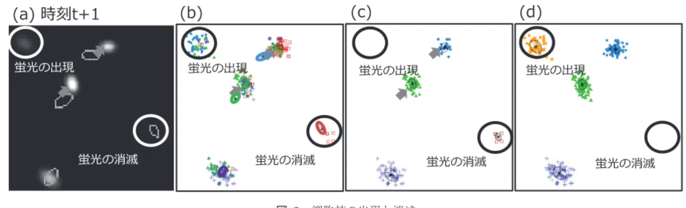 図 3 細胞核の出現と消滅