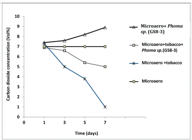 Fig. 2.5. Concentrations of CO 2 in vitro under MicroAero condition with or without tobacco  plants and/or  Phoma sp
