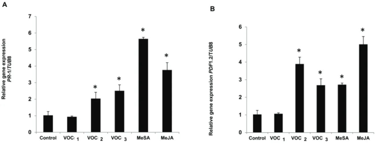 Fig. 3.2.  Expression of of defense-related genes. A. SA-responsive gene PR-1 and B. JA- JA-responsive gene PDF 1.2 in leaves of Arabidopsis thaliana treated with VOC 1, VOC 2 or VOC  3 (MeBA) of PGPFs in semi-quantitative RT-PCR analysis