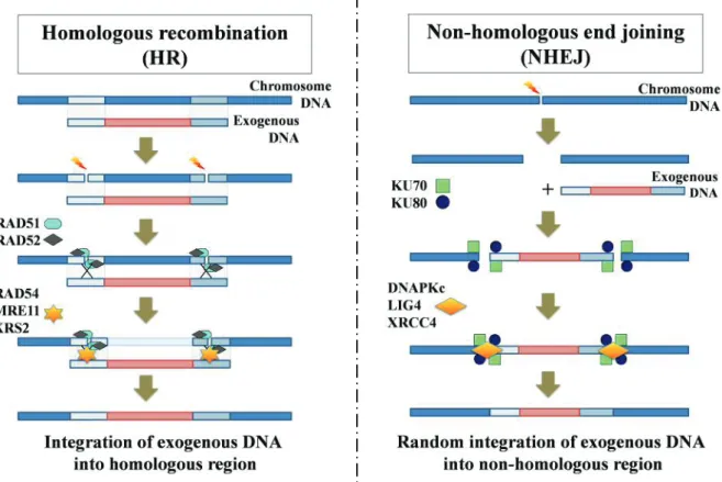 Fig. 1-1. Intergation machinery of exogenous DNA into chromosome. 