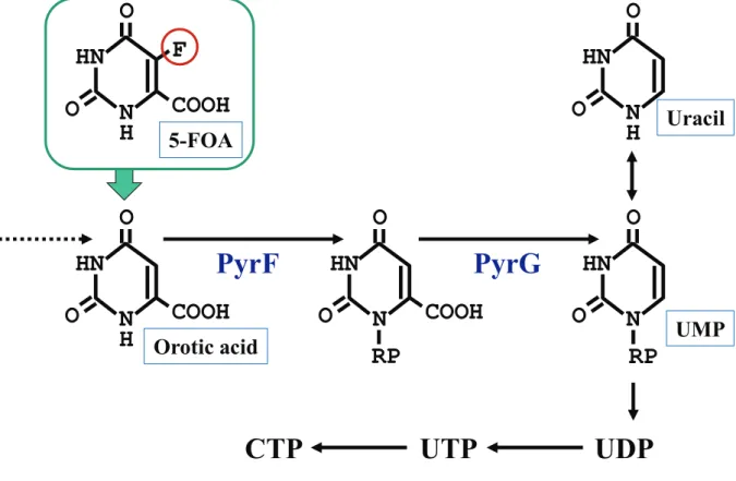 Fig. 1-2. Uracil biosynthesis pathway 