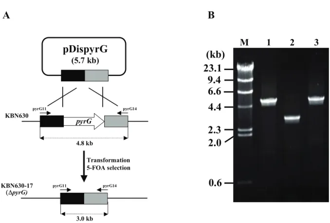 Fig. 1-3. Construction scheme and confirmation of the pyrG deletion mutant. 