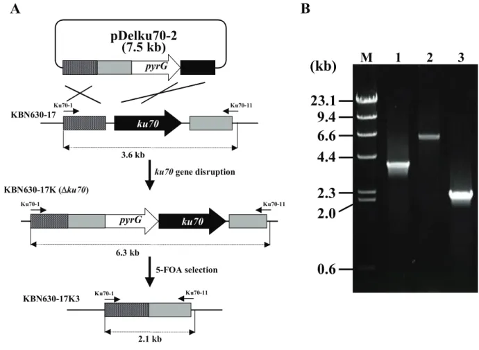 Fig. 1-4. Construction scheme and confirmation of the ku70 deletion mutant. 