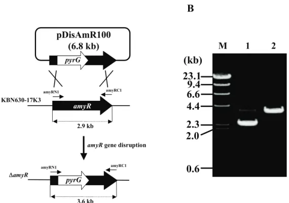 Fig. 1-5. Construction scheme and confirmation of the amyR disrupted strain. 