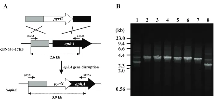 Fig. 2-1. Construction scheme and confirmation of the aphA disrupted strain. 