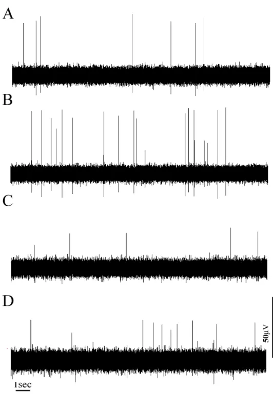Fig.  1.    Typical  recordings  of  spontaneous  efferent  nerve  activity  of  IBAT