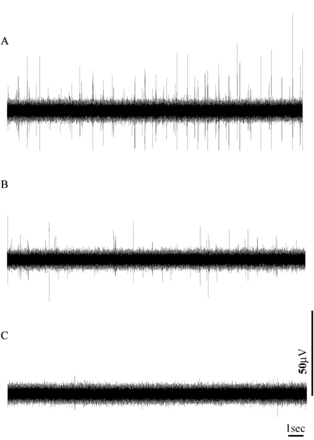 Fig.  5.    Spontaneous  efferent  nerve  activity  of  splenic  nerve  at  basal  body  temperature  (37℃)