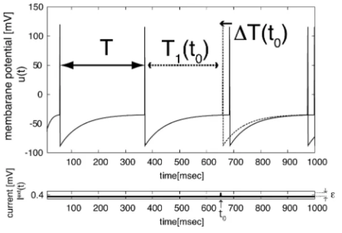 Fig. 2 Periodic activity of the membrane potential in spike response model, and the time shift of the spike time in response to the perturbation stimulus