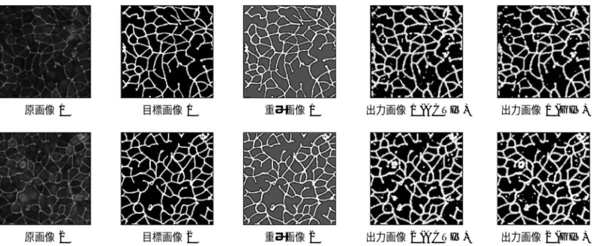 図 5 実験で用いた教師画像セット（細胞画像）と ACTIT と GIN による出力画像 Fig. 5 “Training Image Set” (cell images) used in the experiments and output