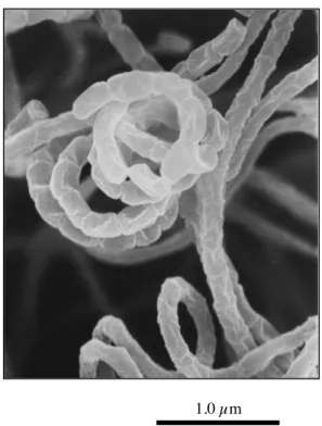 Fig. 1-3.  Scanning electron micrograph of strain MK993-dF2 on glucose-asparagine agar after incubation at 27 ˚C for 10 days.