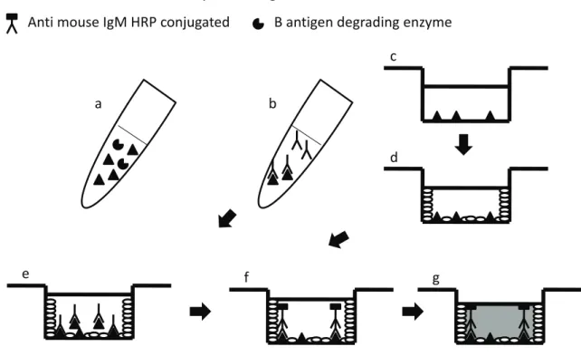 Fig. 1-1Development of an indirect competitive ELISA for the detection of ABO  blood group antigens