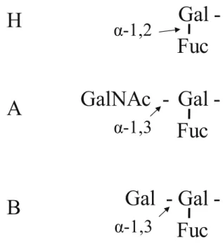 Fig. 1 Structure of ABH blood group determinant