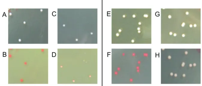Fig. 1. Respiratory function of the mutant strains.   