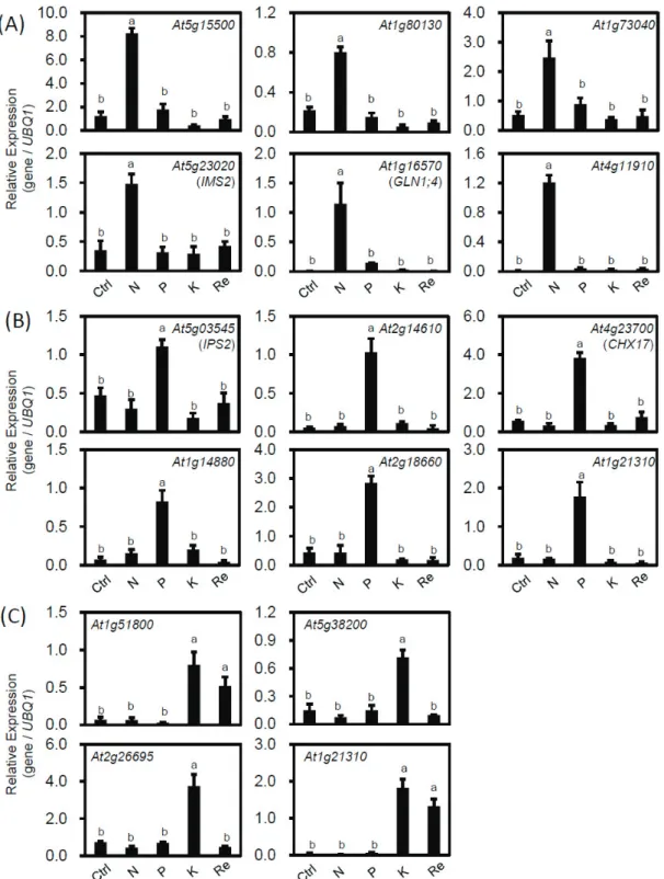 Figure 4. Expression patterns of specific biomarker genes induced by N, P and K deficiency  condition using qRT-PCR
