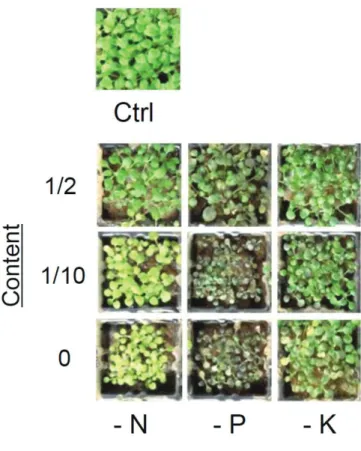 Figure 5. Phenotypes of seedlings grown under nutrient deficiency condition. Seedlings were grown  for 28 days under control and each nutrient starvation treatment on neutral forest brown soil