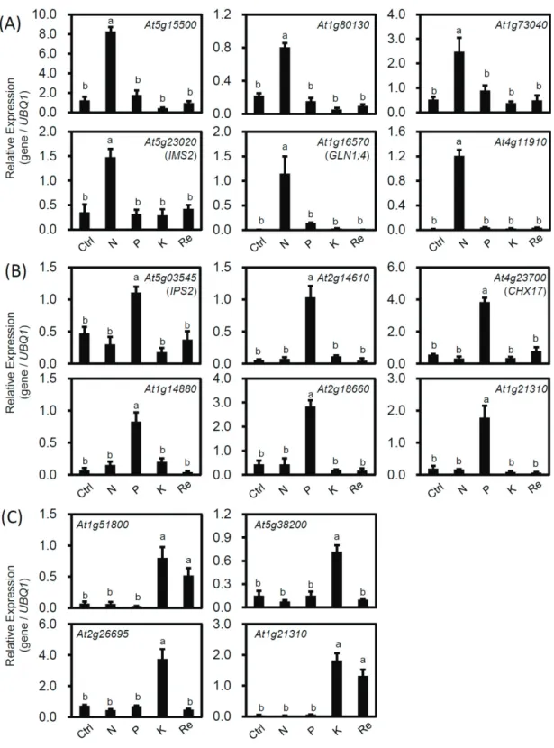 Figure 6. QuantitativeRT-PCR analysis of gene expression biomarkers under nutrient deficiency  conditions in soil