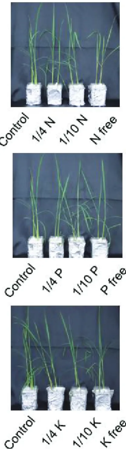Figure 7. Rice shoot (Koshihikari) growth under nutrient starvation treatments. Plants were grown  by 2% MGRL medium for 14 days and transplanted from various nutrient concentrations on Nutrient  medium for 21 days