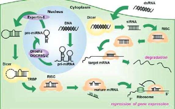Figure 11. RNA ᖸ΅ 