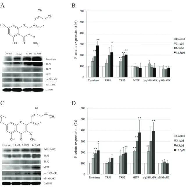 Figure 2. Effect of some quercetin derivatives on the expression of  Tyrosinase, TRP-1, TRP-2, MITF, p-p38MAPK, and p38MAPK in B16  melanoma cells