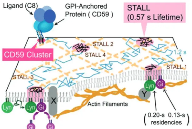Figure 3. GPI ࢔࣮ࣥ࢝ᆺཷᐜయࡢ STALL 