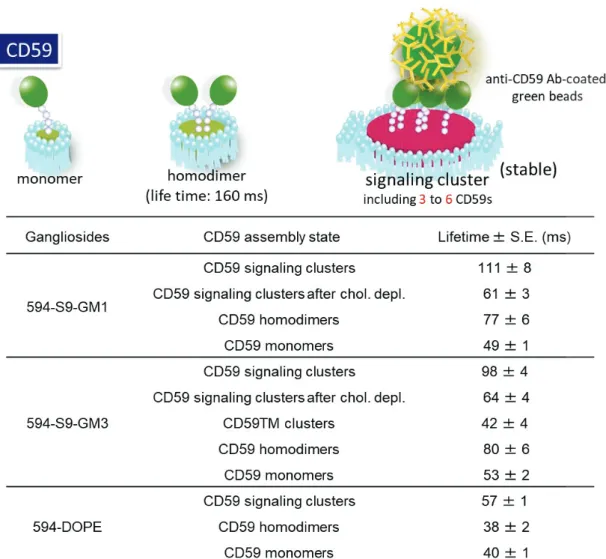 Table 13. CD59 ࢡࣛࢫࢱ࣮࡜⺯ගࣉ࣮ࣟࣈࡢඹᒁᅾ᫬㛫ࡢ᳨ド