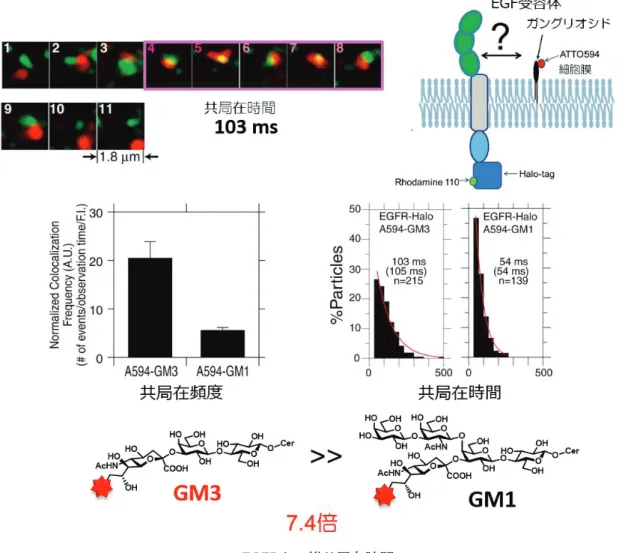 Figure 25. EGFR ࡜ࡢඹᒁᅾ᫬㛫ࡢ᳨ド