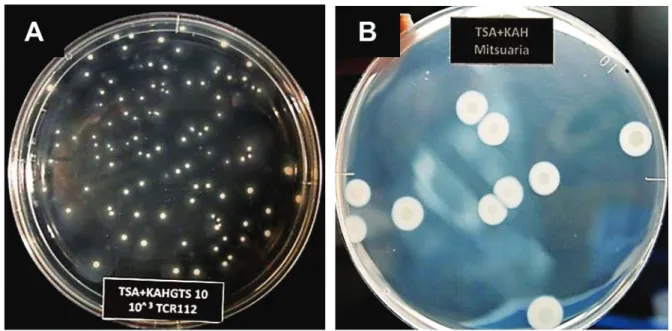 Figure 1. Typical colonies of non-pathogenic Ralstonia sp. TCR112 (A) and 