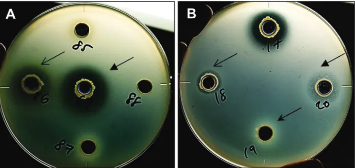 Figure 2. The antibacterial activity of rhizobacterial isolates against Ralstonia  pseudosolanacearum  using the agar well diffusion assay