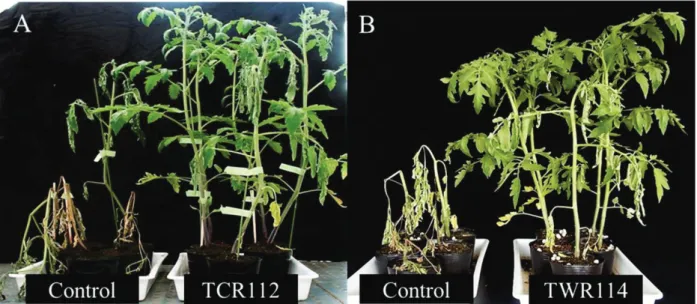 Figure 4. Suppression of bacterial wilt in tomato plants by treatment with the non- non-pathogenic Ralstonia sp