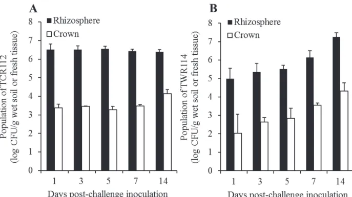 Figure 6. Population dynamics of non-pathogenic Ralstonia  sp.  TCR112 (A) and  Mitsuaria sp