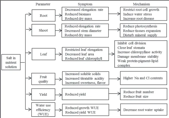 Fig. 1-1  Effects of salinity stress on growth, yield and water use efficiency of tomato  under Hydroponics system 