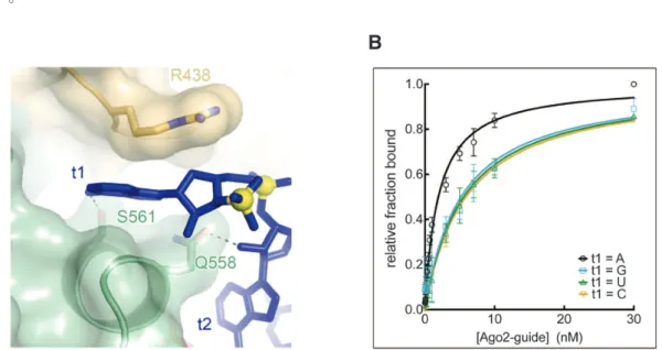 Figure 3. (A) MID 0AIhc.2 2Ia=-/  (B) t1 edmW