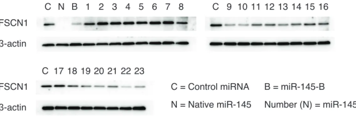 Figure 23. miR-145 :HJ9­OgvY£S