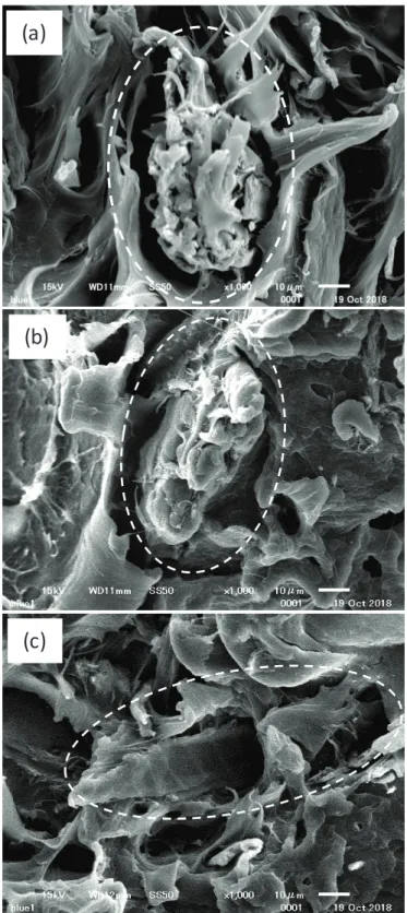 Fig. 2.2 The SEM images of the fracture surface of tensile specimens under normal condition