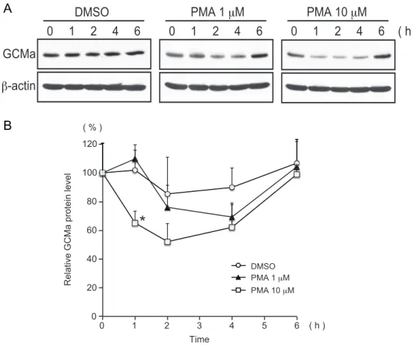 Fig. 13. PMA transiently decreases the GCMa protein level in JEG-3 cells. (A) 