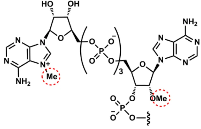 Figure 15. mRNA 5’