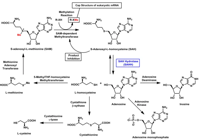 Figure 16. SAH