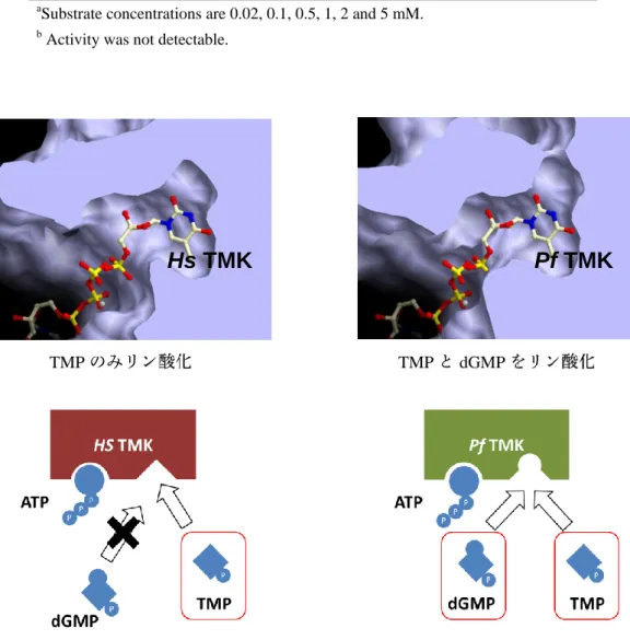 Figure 25. Hs TMK Pf TMK nucleosides monophosphate