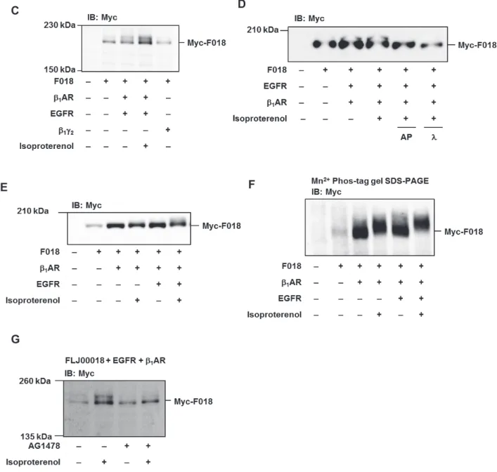Fig. 1 1-2 2 FLJ00018 ࡣ ࡣࠊE 1 AR ่ ่⃭ࢆ௓ࡋࡓ  E EGF ཷᐜయ t transactivation ࡟ࡼࡾࠊࣜࣥ㓟໬࡜άᛶ໬ࢆ