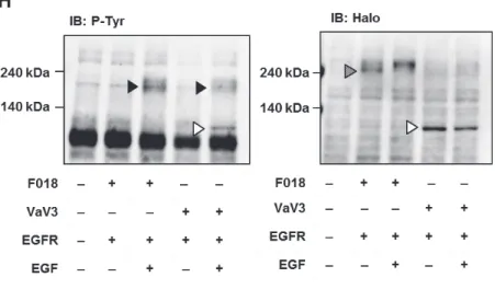 Fig. 1 1-3 3 F FLJ00018 ࡣ E EGF ࢩࢢࢼࣝ࡟ࡼࡗ࡚άᛶ໬ࡉࢀࡿࠋ 
