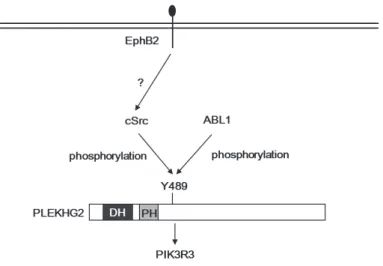 Fig. 2- -77   E EphB2/Src ࢩ ࢩࢢࢼࣝ࡟ࡼࡿ F FLJ00018 ࡢ ࡢࢳࣟࢩࣥࣜࣥ㓟໬࡜ A ABL1 ࡟ ࡟ࡼࡿ F FLJ00018 ࡢ ࡢࣜࣥ㓟